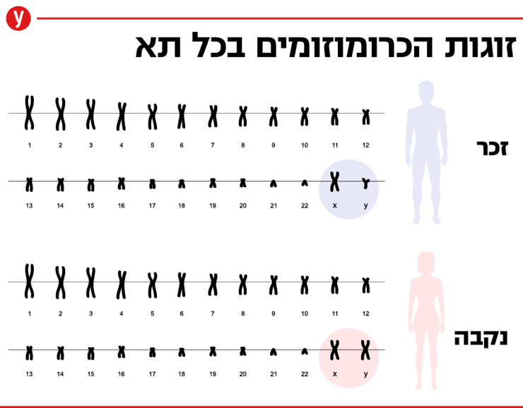 זוגות כרומוזומים בכל תא