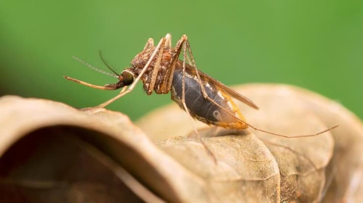 אנופלס מלריה יתוש יתושים