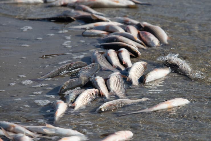 תמותת דגי אוקיינוס בגלל מחסור בחמצן, שנוצר בין היתר בגלל התחממות המים