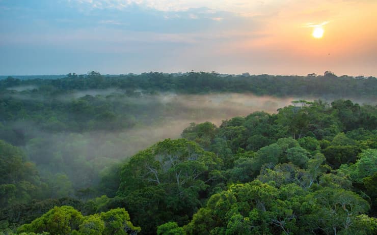 יערות הגשם באמזונס שבברזיל