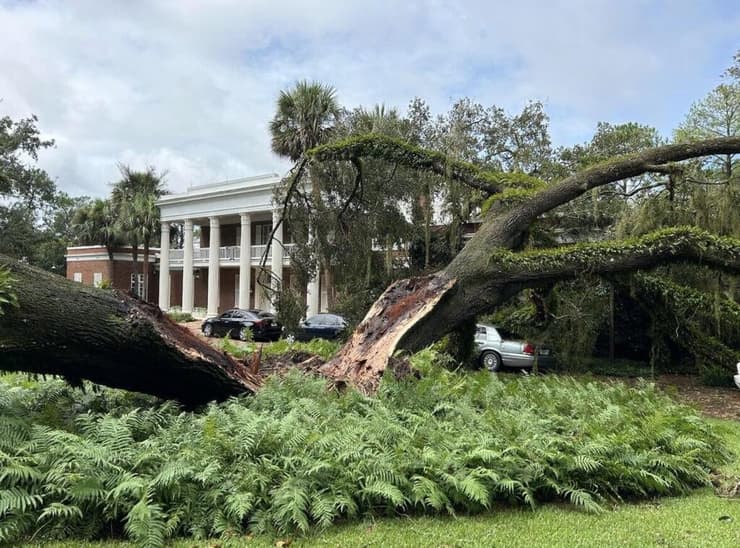 העץ שקרס באחוזת המושל בפלורידה. רעייתו של דסנטיס פרסמה ברשת 