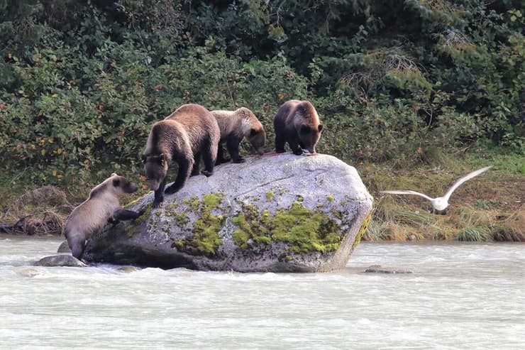 דובים בהיינס אלסקה, הכי קרוב לטבע פראי