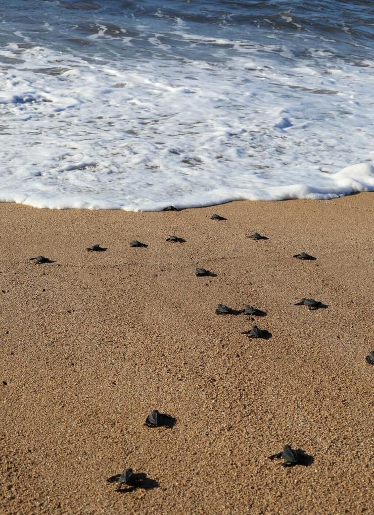 ליווינו צבי ים בדרך אל המים באל סלוודור