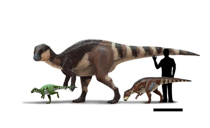 שחזור והשוואת גודל של שלושה מיני רבדודוניים. משמאל לימין: Mochlodon suessi ממזרח אוסטריה (הקטן ביותר מבין הרבדודוניים), Rhabdodon priscus מדרום צרפת (הגדול מבין הרבדודוניים), ו-Transylvanosaurus platycephalus ממערב רומניה (מהמינים האחרונים שתוארו מבין הרבדודוניים). מוצגת גם דמות אדם בגובה של 1.80 מטר