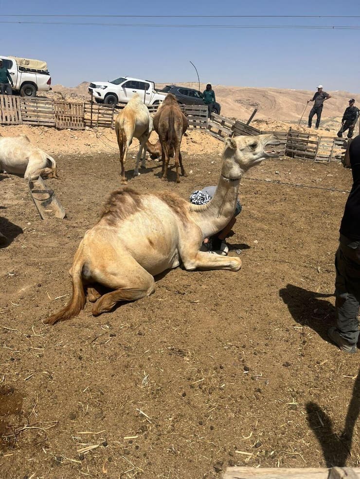 במהלך המבצע נבדקו 114 גמלים, שמונה הוחרמו