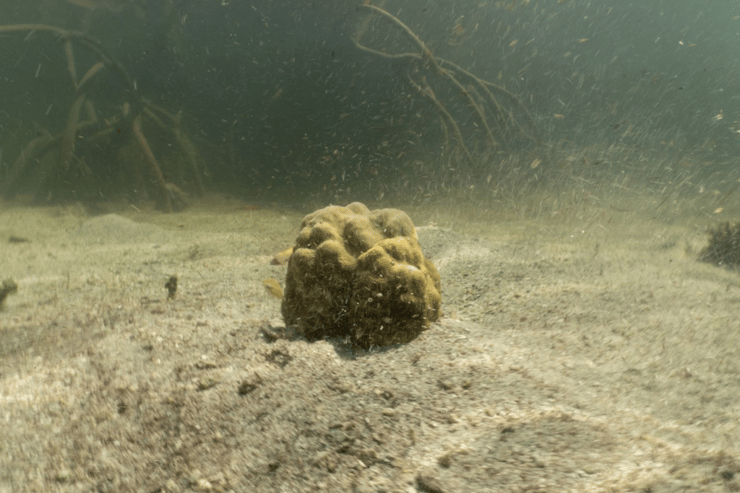 אלמוגים שנבדקו במחקר