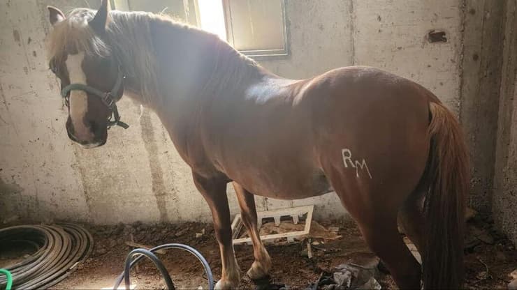 הסוסים שנגנבו מהחווה הטיפולית של שגית נחמיה נמצאו