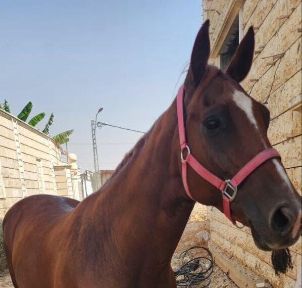 הסוסים שנגנבו מהחווה הטיפולית של שגית נחמיה נמצאו