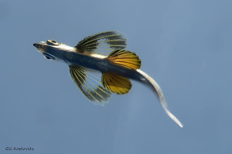 דג מעופף צעיר 