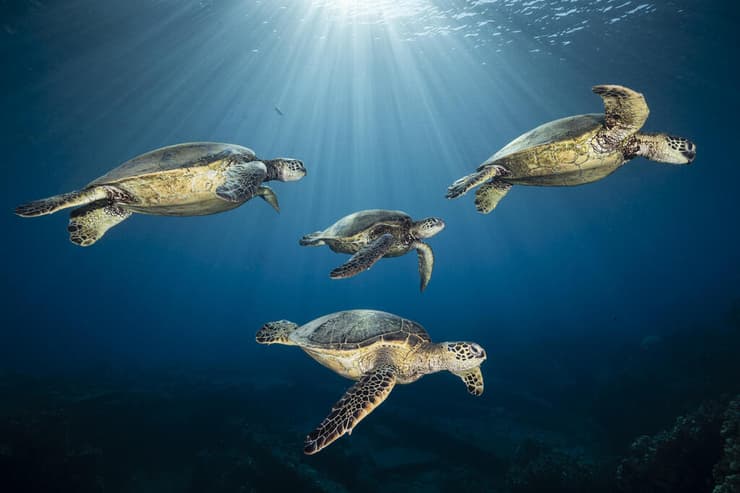 A rare encounter: four green sea turtles serenely swim together in a single frame. Hawaii