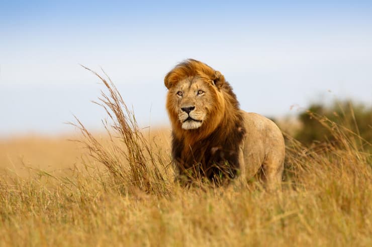 אריה בשמורת הטבע מסאי מארה בקניה