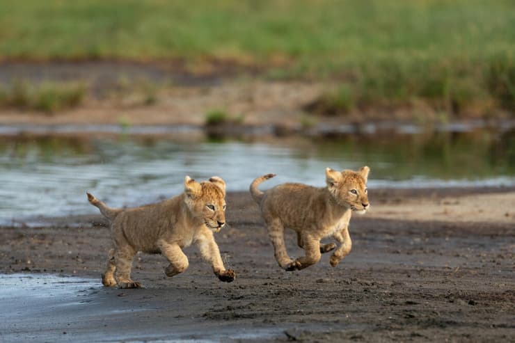 שני גורי אריות בטנזניה
