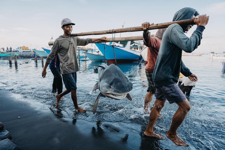 Indonesian fishermen carry a dead tiger shark to a notorious shark market in Lombok. Indonesia