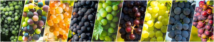 ריצוף גנטי של זרעים עתיקים מגלה לנו כיום פרטים על זני הענבים ששימשו בתעשיית היין הקדומה של הנגב. קולאז' של זני ענבים שונים