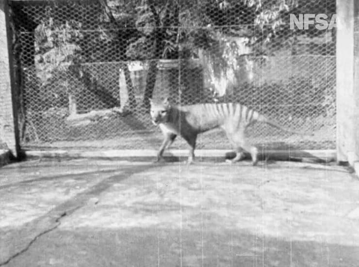 הזאב הטסמני האחרון שצולם בגן החיות הובארט