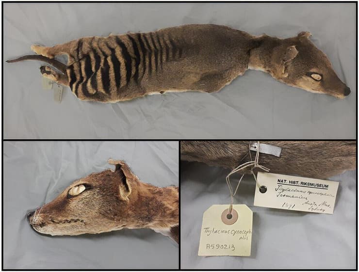דגימת הזאב הטסמני שנשמרה בטמפרטורת החדר באוסף מוזיאוני בשבדיה
