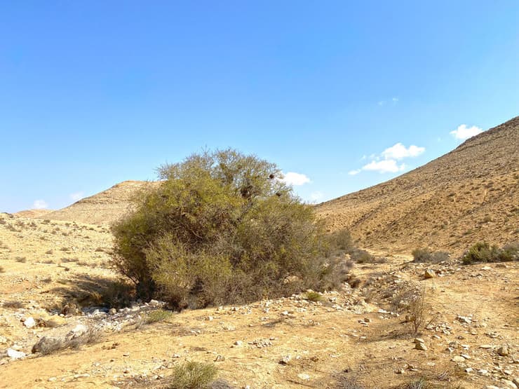 עץ שקד הרמון מלבלב בנחל אלות