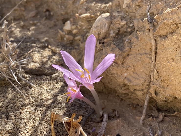 סתוונית הקליפות פורחת בהר הנגב