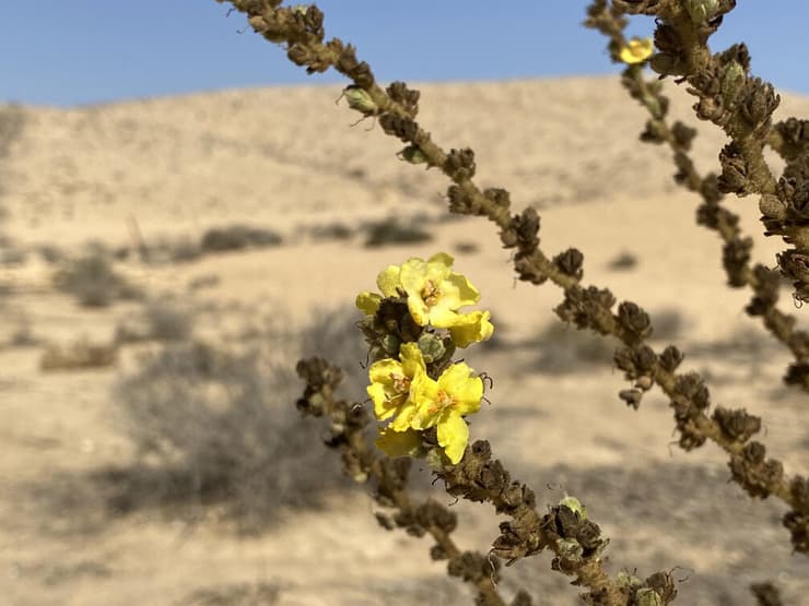 בוצין סיני פורח בנחל אלות
