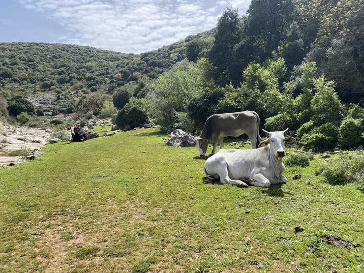 פרות נהנות בנופי "ואדי חאביס"