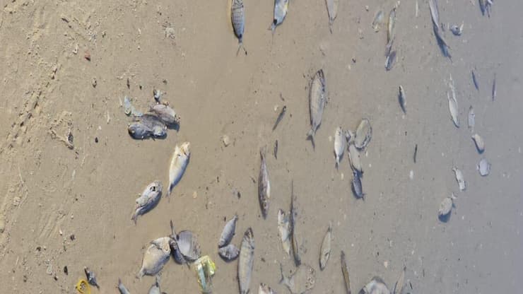 דגים מתים בחוף בחדרה 