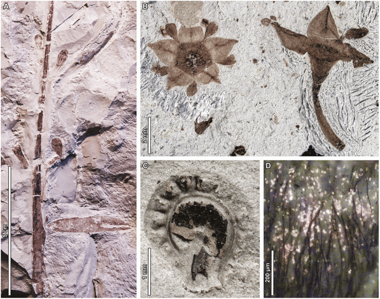 צמחים מאובנים מהתקופה שבה אירעה ההכחדה ההמונית קרטיקון-פלאוגן