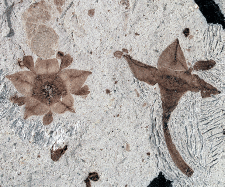 מיני צמחים מאובנים מהתקופה שבה אירעה ההכחדה ההמונית קרטיקון-פלאוגן