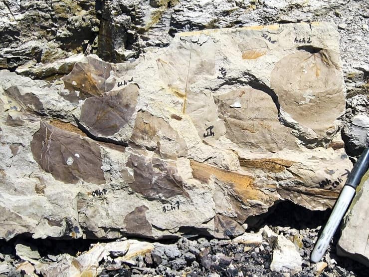 עלים מאובנים שהתגלו בארצות הברית