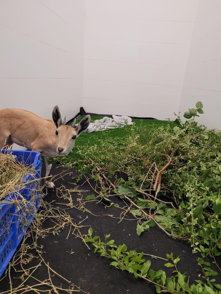 היעלה לאחר הטיפול (צילום: צוות בית החולים לחיות בר) היעלה עם הגבס