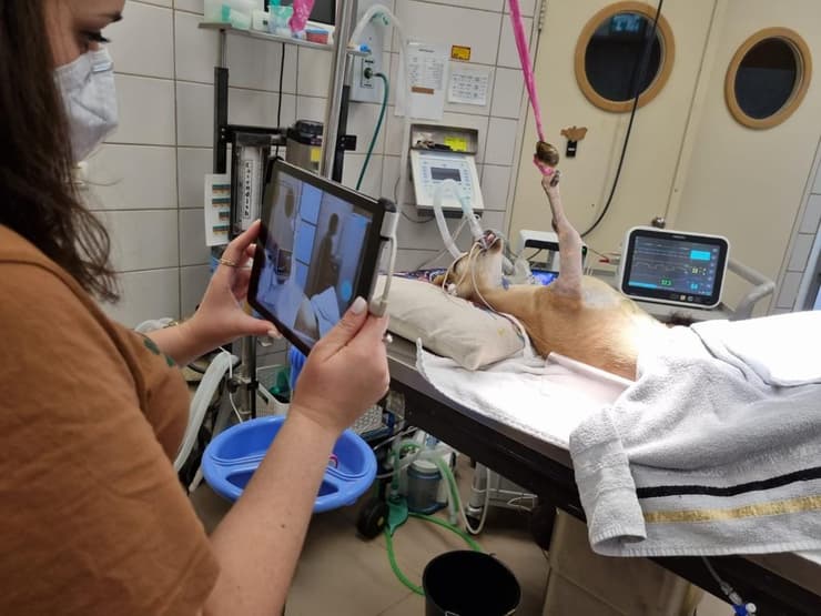 היעלה הפצועה בחדר הטיפולים (צילום: צוות בית החולים לחיות בר) היעלה הפצועה בחדר הטיפולים