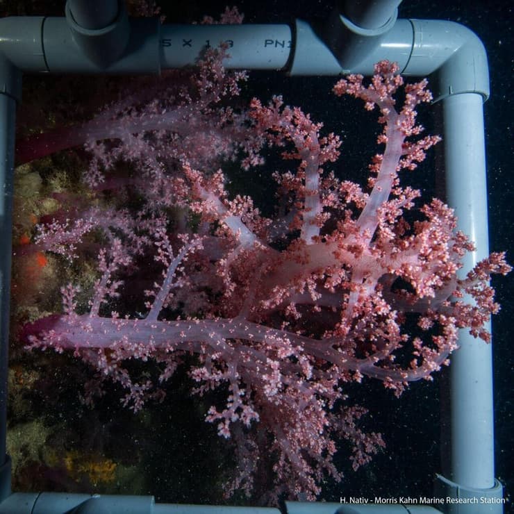 האלמוגים זקוקים לטמפרטורה של בין 17 לכ-30 מעלות