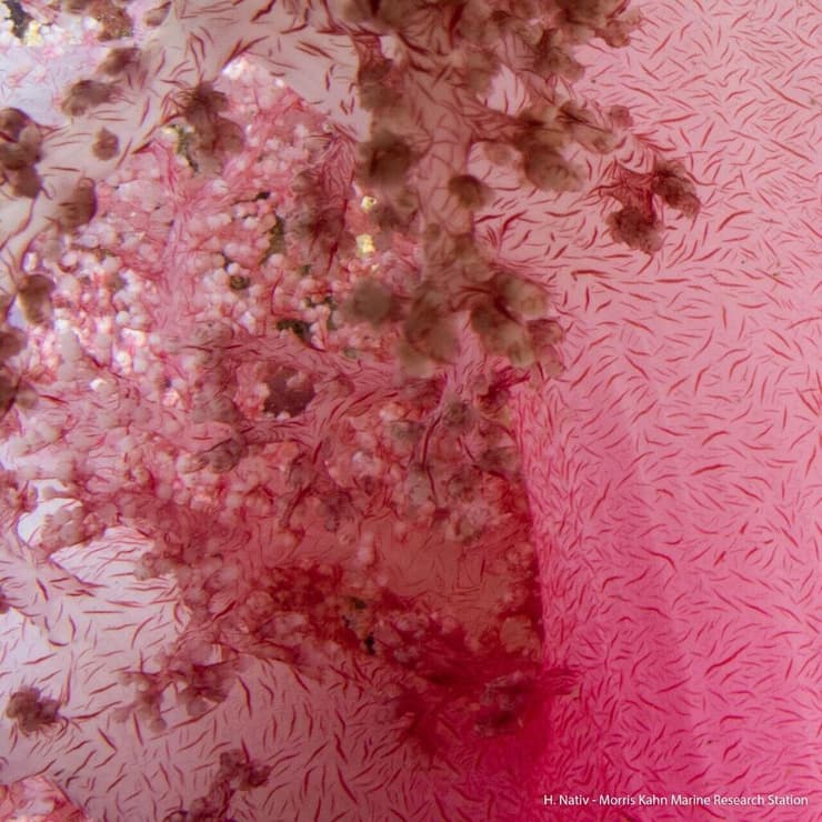עדיין לא ידוע מה תהיה הפשעת האלמוגים
