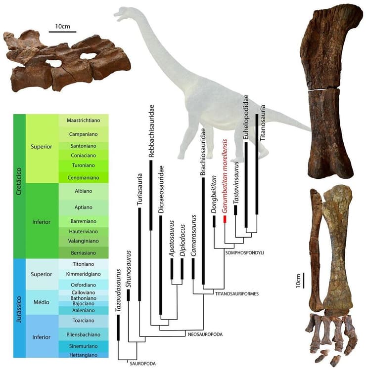 המאובנים שהתגלו ושויכו לדינוזאור Garumbatitan morellensis, לצד תרשים שמקשר אותו למיני זאורופודים אחרים
