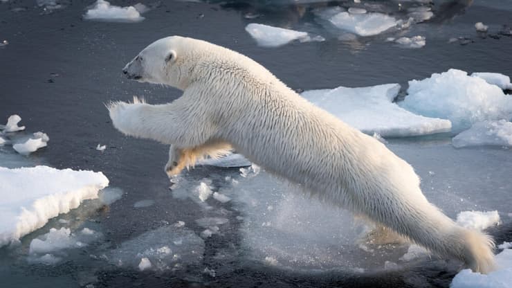 דוב קוטב על קרחונים שנמסים