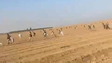 בריחה המונית ממסיבת טבע