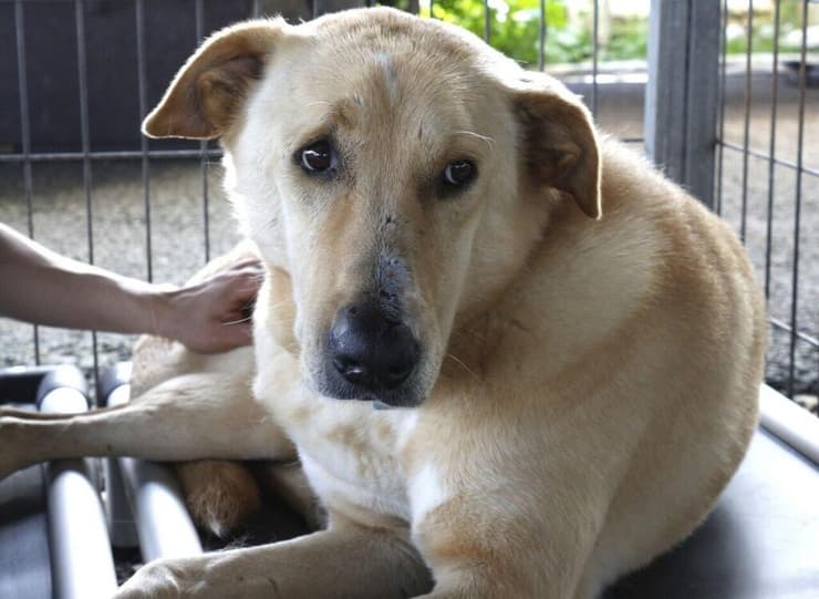 כלב במרפאת של עמותת "תנו לחיות לחיות" באשקלון