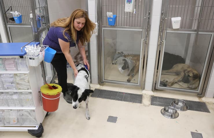 מיקה וכלבים פצועים בבית החולים