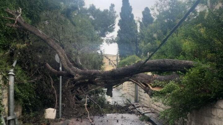 קריסת עץ על רשת חברת החשמל ברחוב כרמיה בירושלים