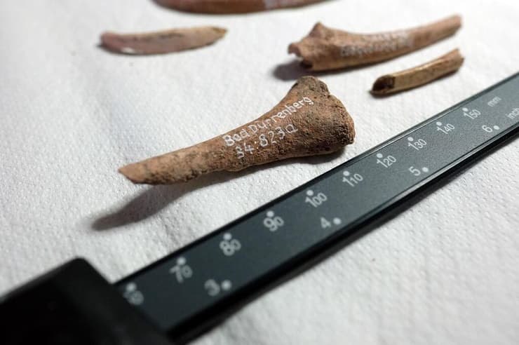 כמה מעצמותיה של השמאנית שנקברה בבאד דירנברג שבגרמניה לפני כ-9,000 שנה