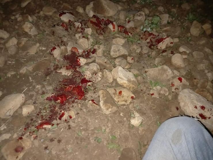 סשה פובולוצקי, הותקף לאחר שהגן על רועי צאן פלסטינים