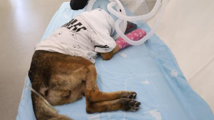  מייקי הכלבה האמיצה נפצעה מרימון בעזה ועוברת טיפולים בתא לחץ