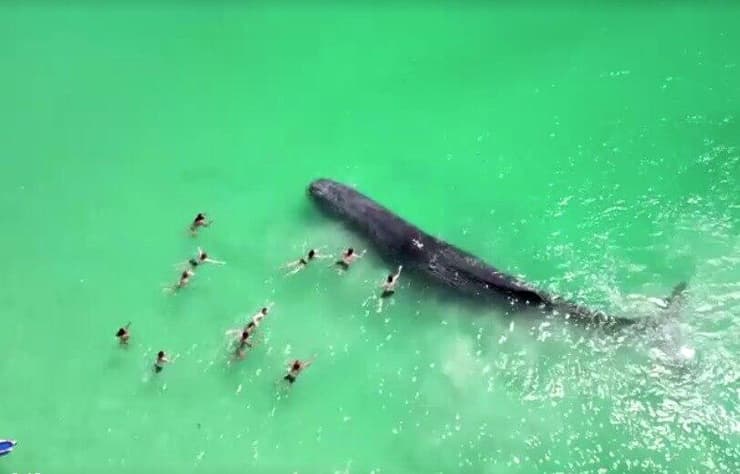 הלווייתן והשחיינים