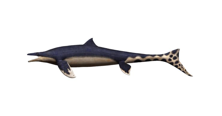 המוזאזאורוס היפני Megapterygius wakayamaensis, שזכה לכינוי "דרקון כחול"