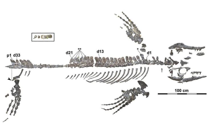 המוזאזאורוס שהתגלה במחוז וואקאיאמה, ונחשב לשלד השלם ביותר שנמצא אי פעם ביפן או בצפון-מערב האוקיינוס השקט