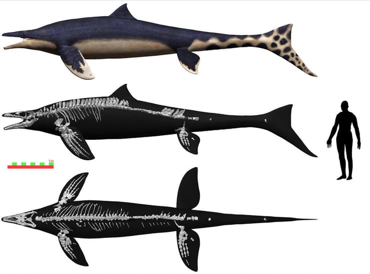 ממדיו ושלדו של המוזאזאורוס היפני Megapterygius wakayamaensis, שחי לפני 72 מיליון שנים במימי האוקיינוס השקט