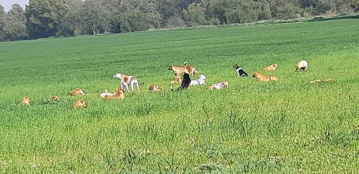כלבים משוטטים ליד קיבוץ ארז