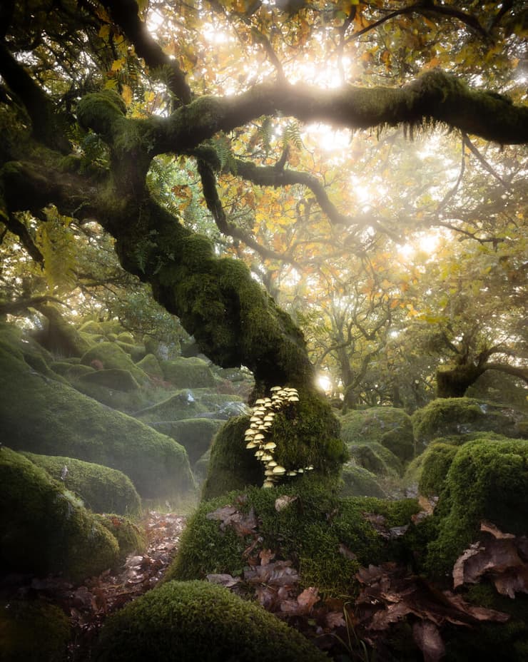Wood Dartmoor