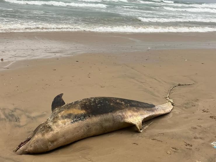 הדולפין המת באחד החופים של הרצליה