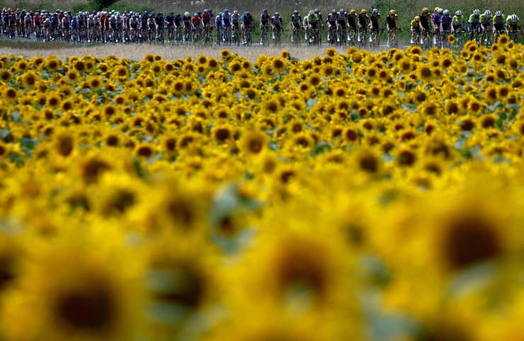 תמונות השנה בספורט 2023 הרוכבים בטור דה פראנס עוברים על פני שדה חמניות