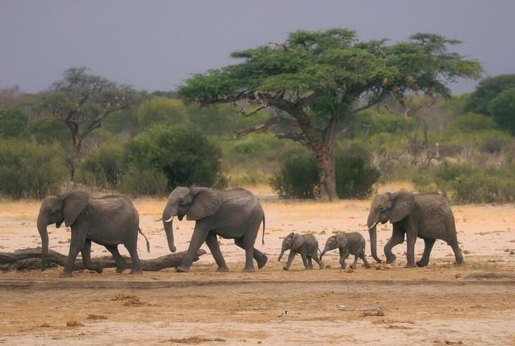 עדר פילים בפארק הלאומי הוואנגה שבזימבבואה